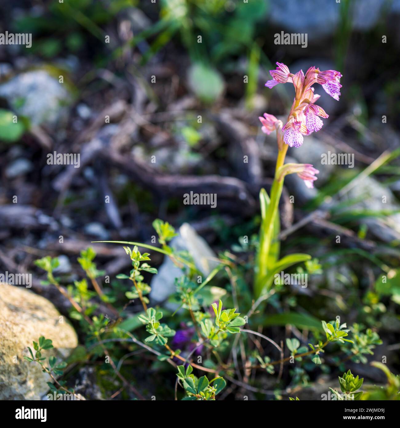 Anacamptis papilionacea (L.) R.M.Bateman, Pridgeon & M.W.Chase. Rotes Buch Israels Stockfoto
