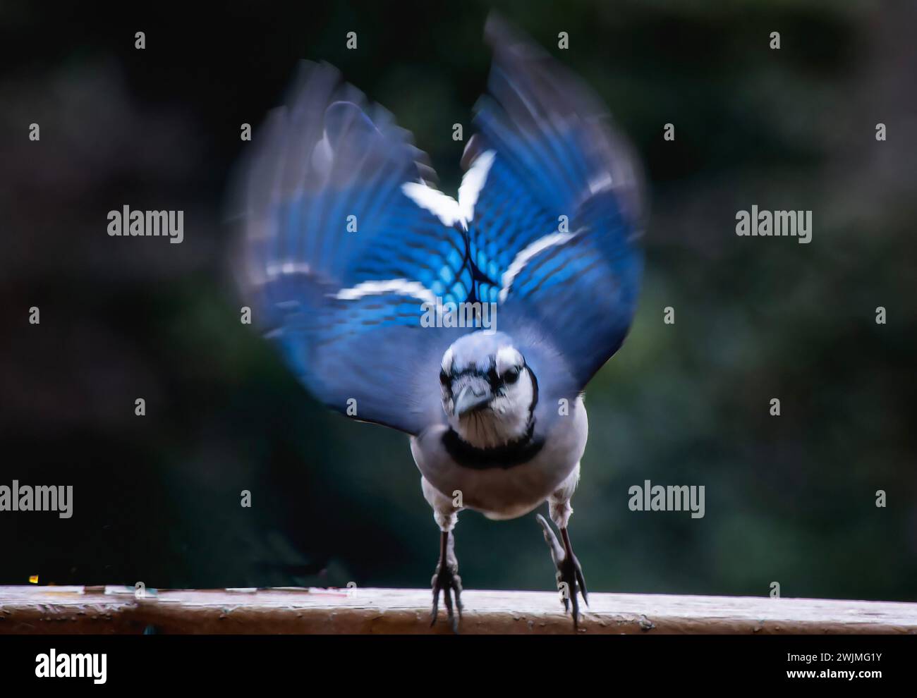 Ein Bluejay kommt an Deck an Stockfoto