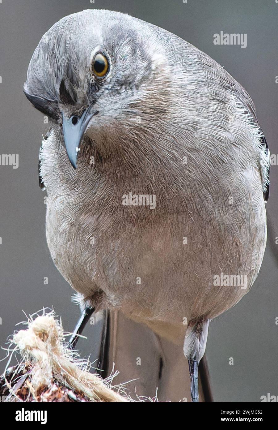 Ein nördlicher Spottvogel auf dem Deck Stockfoto