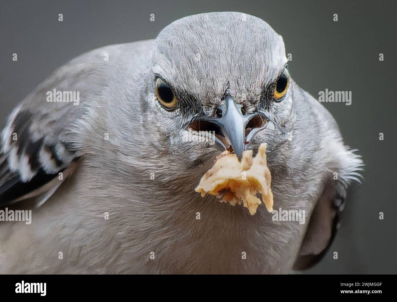 Ein nördlicher Spottvogel auf dem Deck Stockfoto
