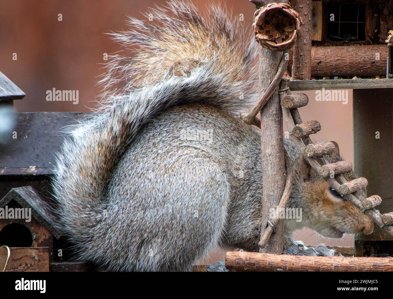 Ein graues Eichhörnchen kommt an Deck an Stockfoto