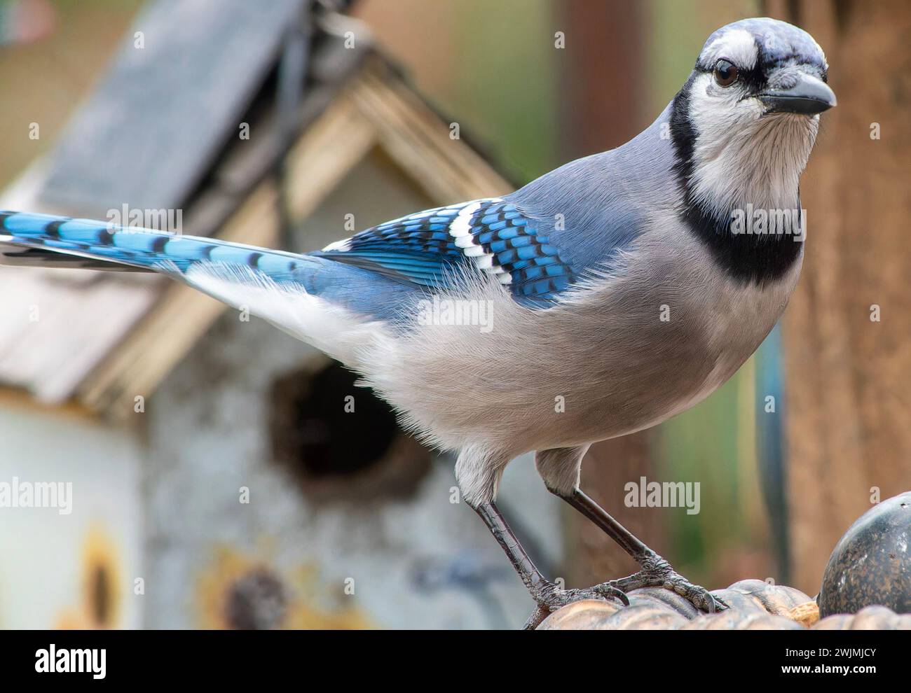 Ein Bluejay auf dem Deck Stockfoto