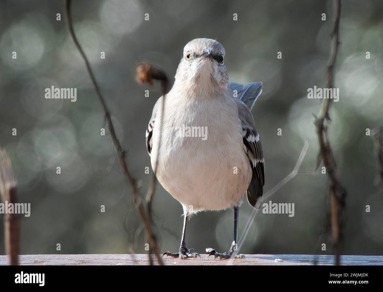 Ein Nordvogel findet einen Stapel Erdnussbutter Stockfoto