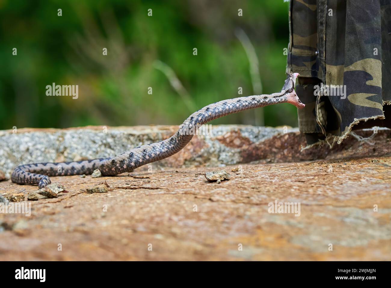 Nasenhornte Viper Strike (Vipera ammodytes) Stockfoto