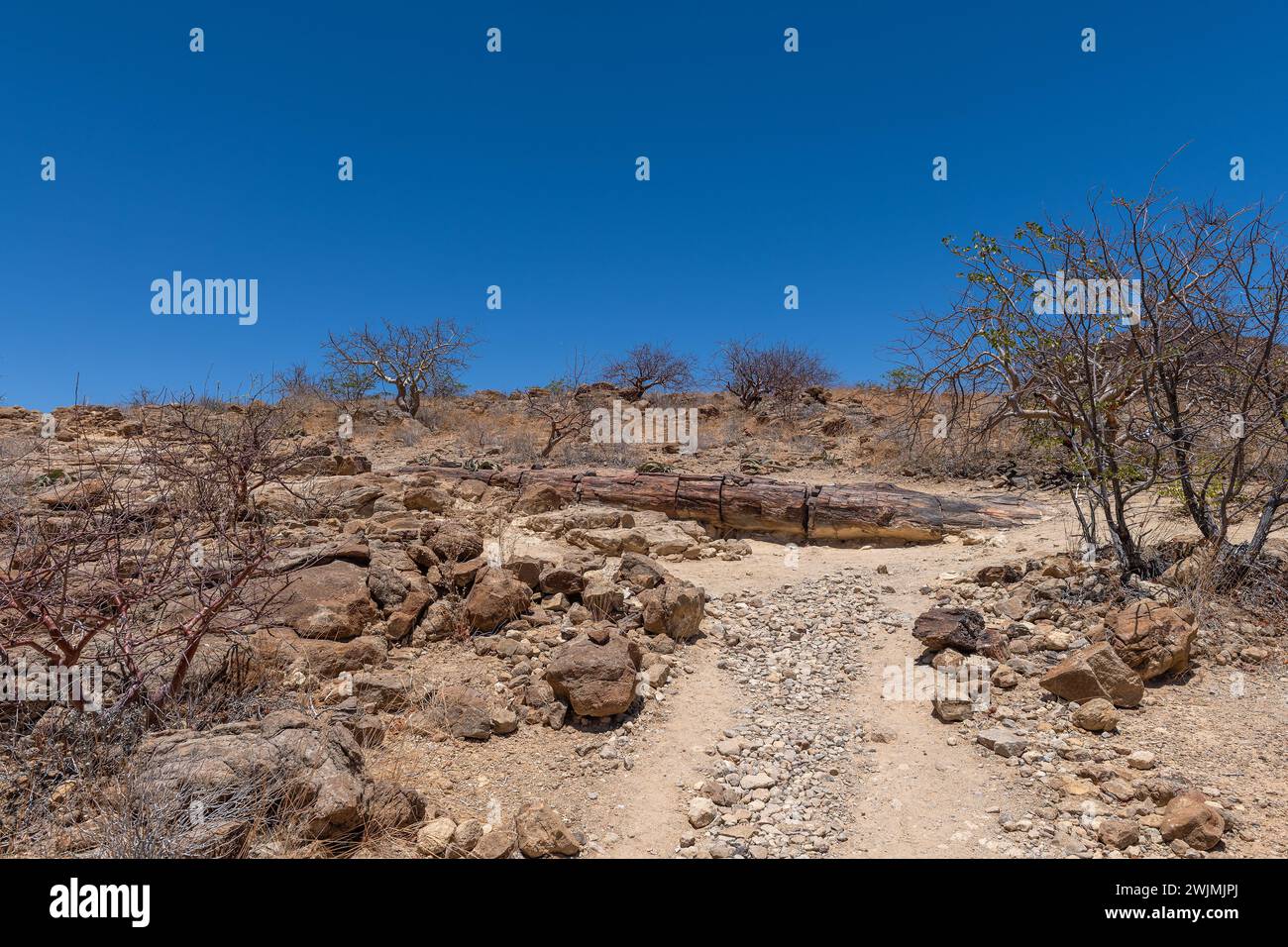 Versteinerte und mineralisierte Baumstämme, Khorixas, Damaraland, Namibia Stockfoto