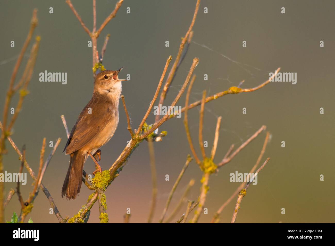 Bird Savi singt auf einem Schilfstiel. Singvogel im Naturraum. Locustella luscinioides Stockfoto