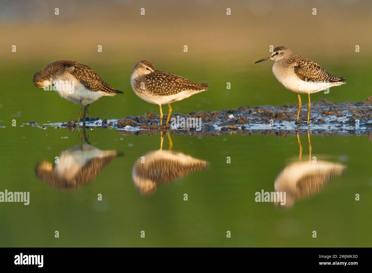 Shorebirds - Waldsandpiper Tringa glareola, Tierwelt Polen Europa Stockfoto