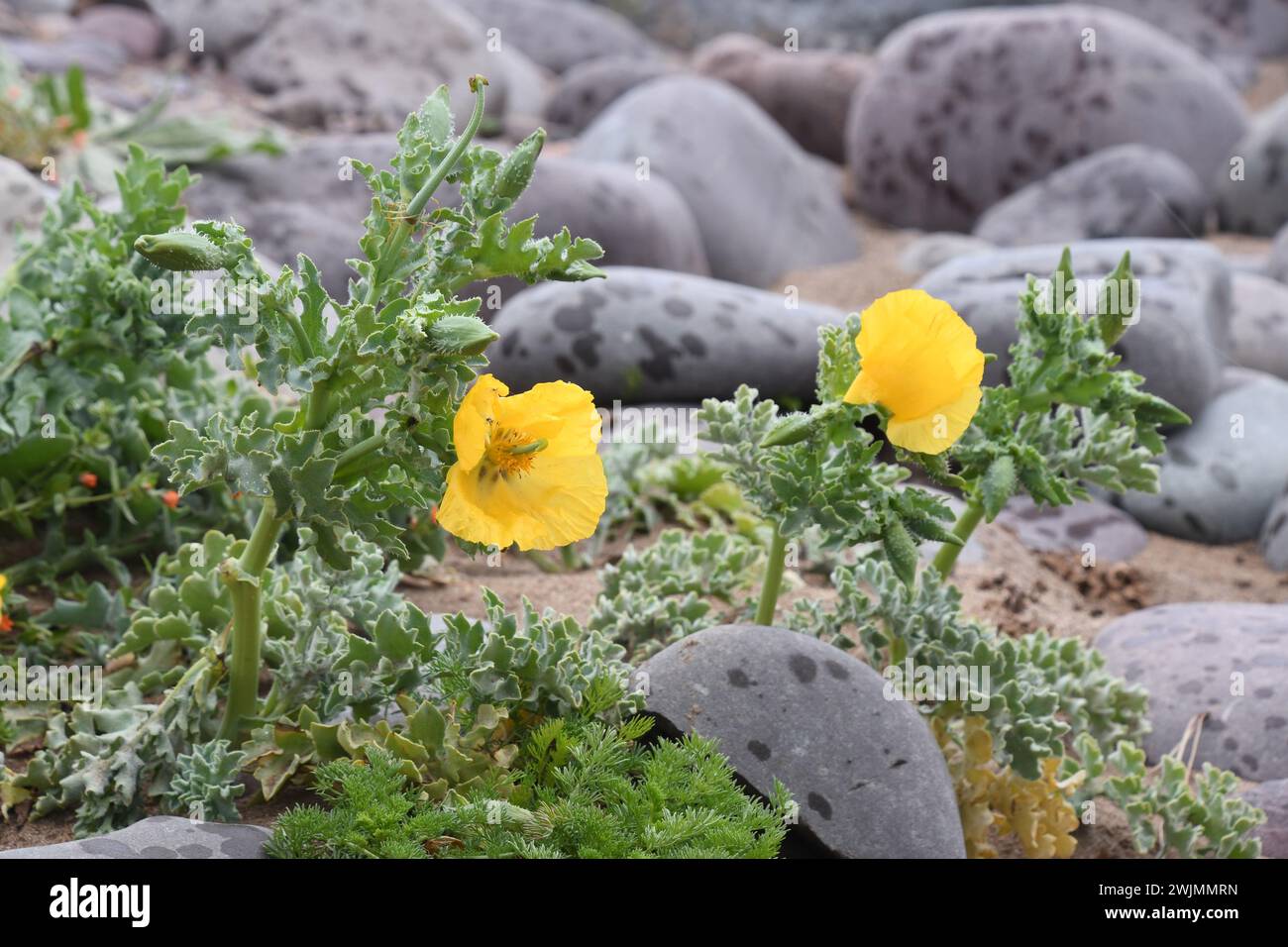 Gelbgehörnmohn, Glaucium flavum, wächst an einem hellen Sommertag zwischen ölgesprenkelten Kieselsteinen und Schindeln an der Küste von Somerset. Stockfoto