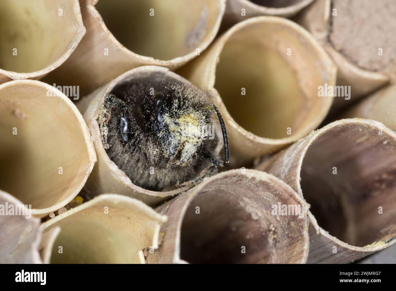 Gehörnte Mauerbiene, Weibchen am Nest, Neströhre, Niströhren, Niströhrchen, Wildbienen-Nisthilfe, Wildbienennisthilfe, Osmia cornuta, European Orchard Stockfoto