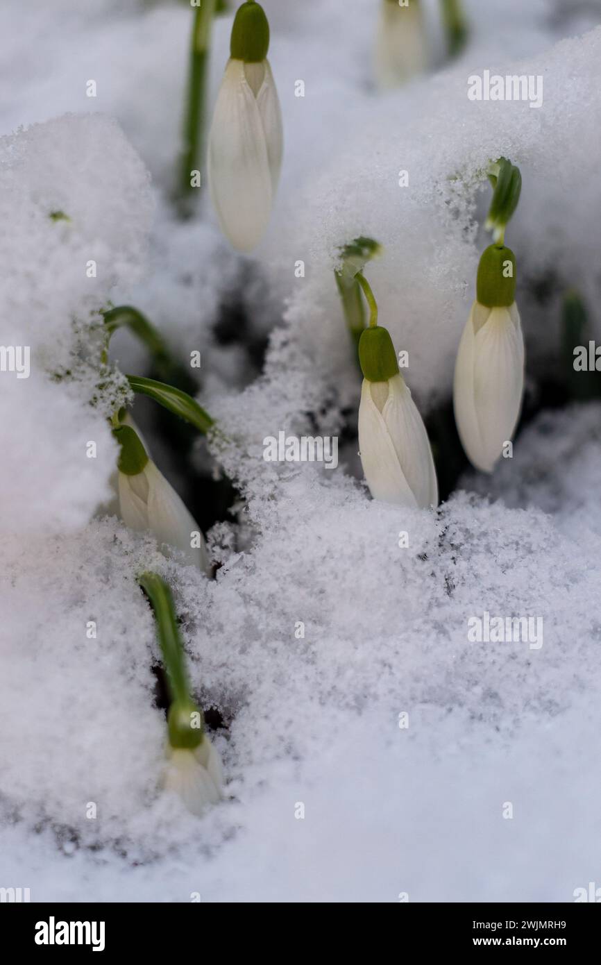 Makroaufnahme von weißen Schneeglöckchen, die mit Schnee bedeckt sind Stockfoto