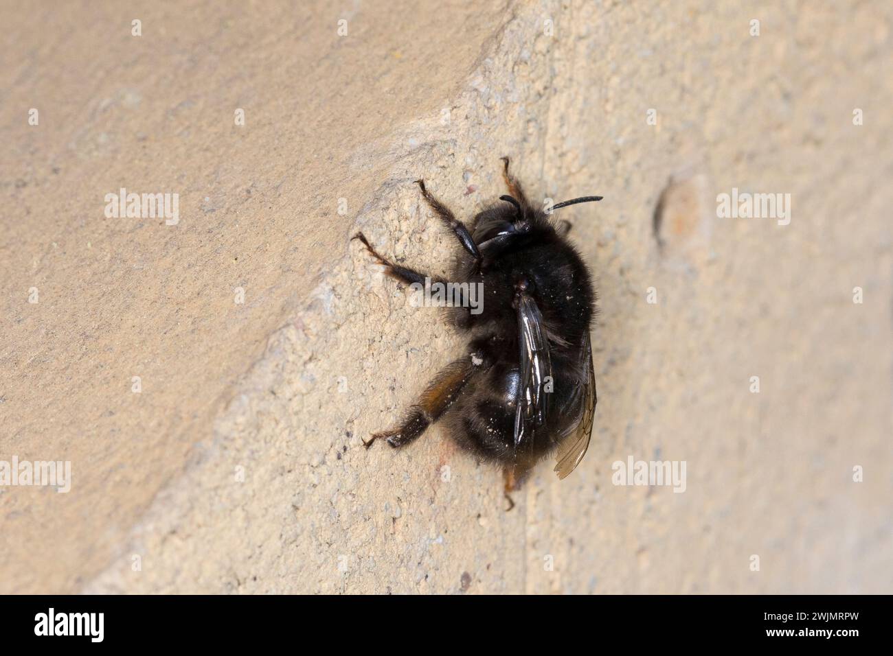 Pelzbien, Gemeine Pelzbiene, Pelz-Biene, Frühlings-Pelzbiene, Frühlingspelzbiene, Weibchen, Anthophora Plumipes, Anthophora acervorum, haarige Füße f Stockfoto