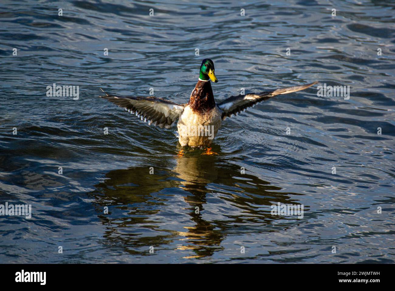 Stockenten-Ente am See Verbano Stockfoto