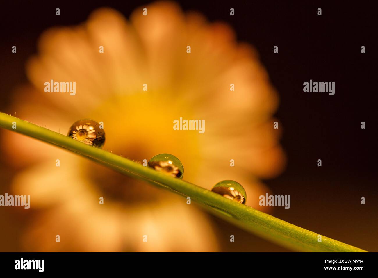 Makro von Wassertropfen auf einem Grasblatt, die ein Gänseblümchen brechen Stockfoto