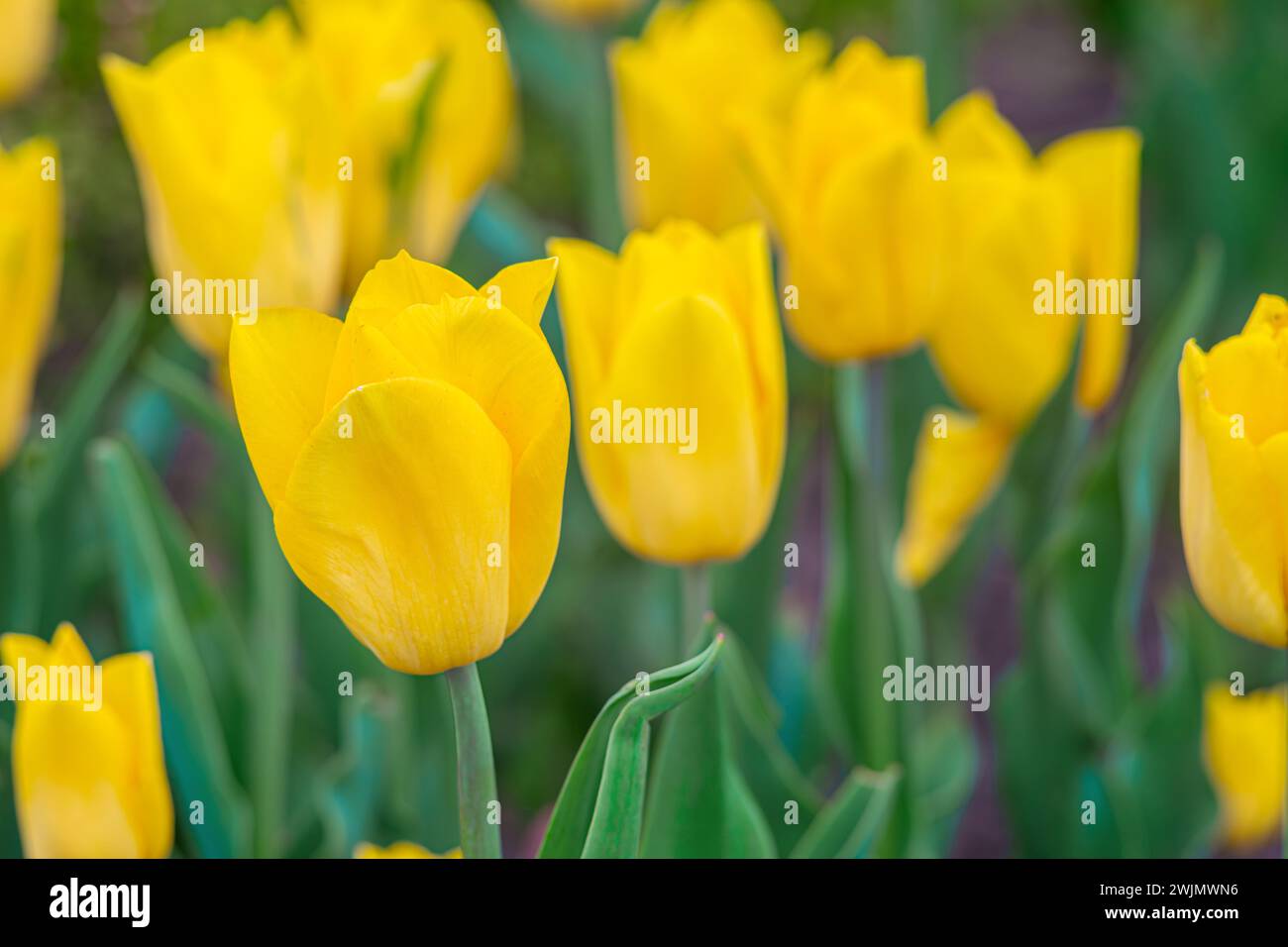 Gelbe Tulpenblüte aus nächster Nähe mit grünen Blättern, die auf einer Wiese, einem Park, einem Blumenbeet im Freien blühen. Welttag Der Tulpe. Tulpenfeld, Natur, Frühling, Blumenbär Stockfoto