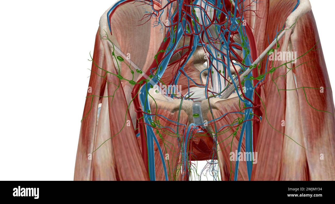 Inguinale Lymphknoten sind Lymphknoten in der menschlichen
