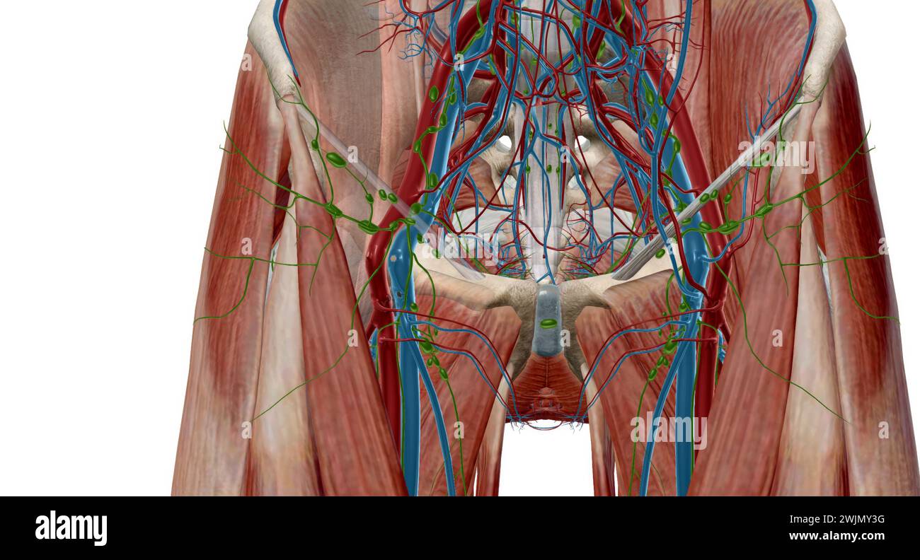 Inguinal lymph nodes fotos und bildmaterial in hoher aufl sung alamy