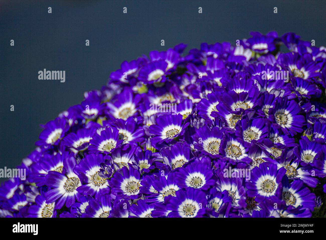 Die Ausdehnung der Blüten von Pericallis hybrida Stockfoto