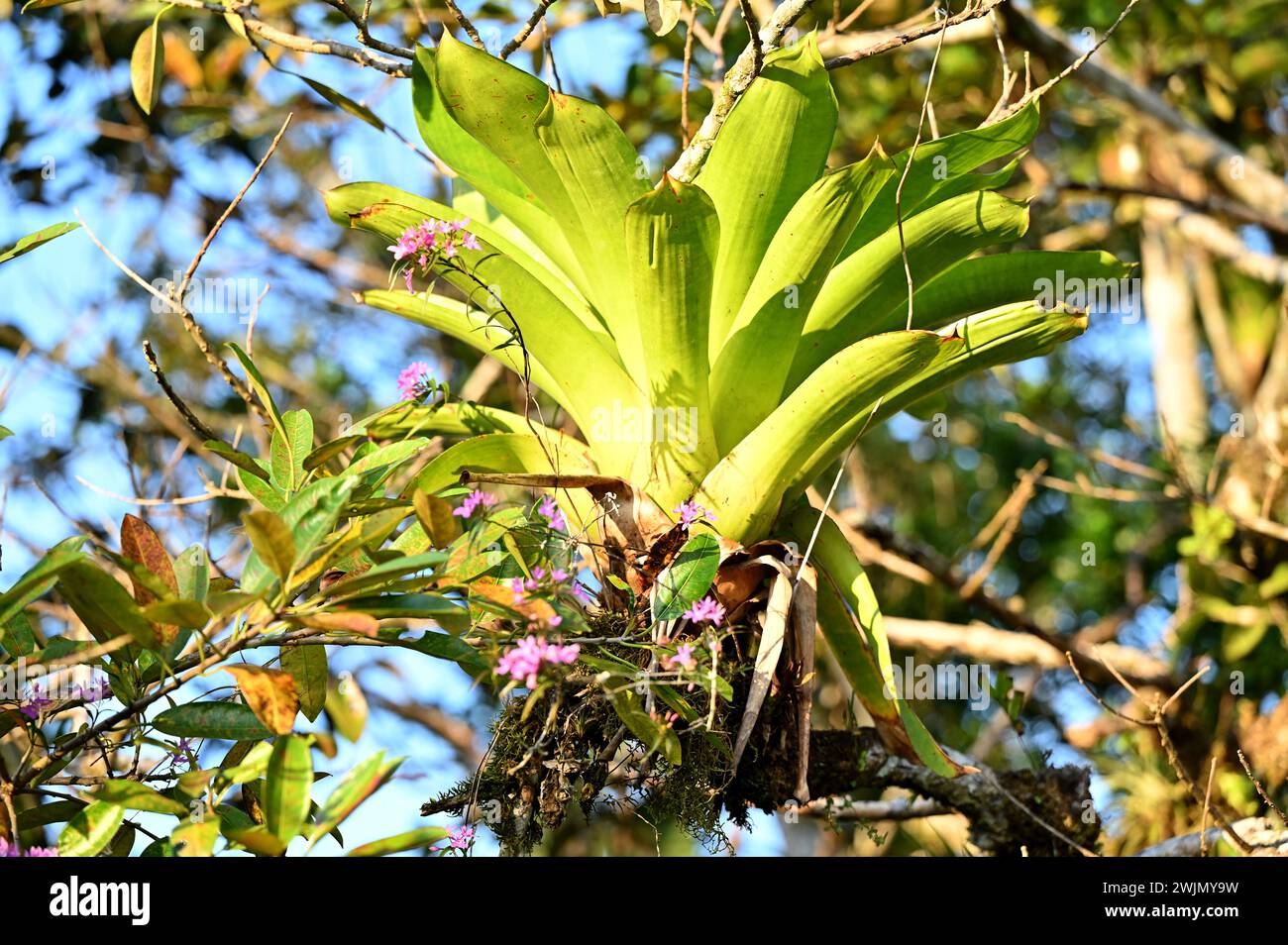 Volcán MIRAVALLES, PROVINZ ALUAJUELA, COSTA RICA: Natürlicher Blick auf Bromelien, auch als Luftpflanzen bekannt, auf einem Baum in der Nähe von Volcán Miravalles, Costa Rica. Stockfoto