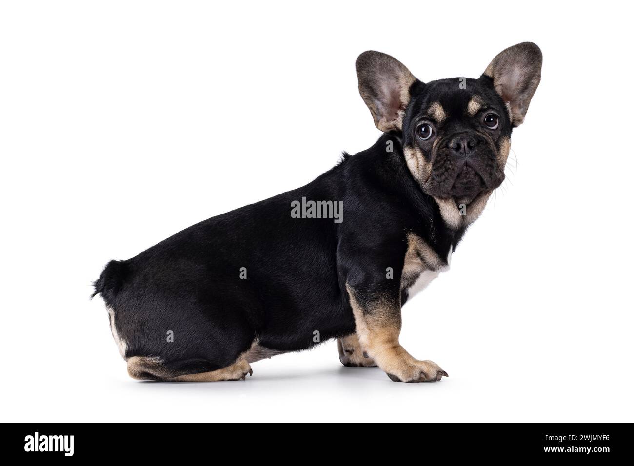 Niedliches Schwarz mit braunem französischem Bulldog-Hündchen, seitlich sitzend. Blick auf die Kamera. Isoliert auf weißem Hintergrund. Stockfoto