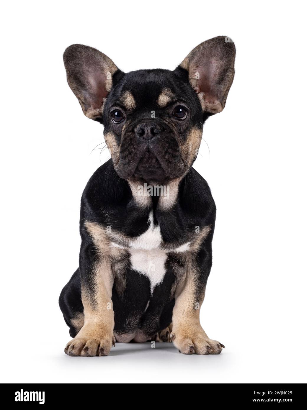 Niedliches Schwarz mit braunem französischem Bulldog-Hündchen, der vorne sitzt. Blick auf die Kamera. Isoliert auf weißem Hintergrund. Stockfoto