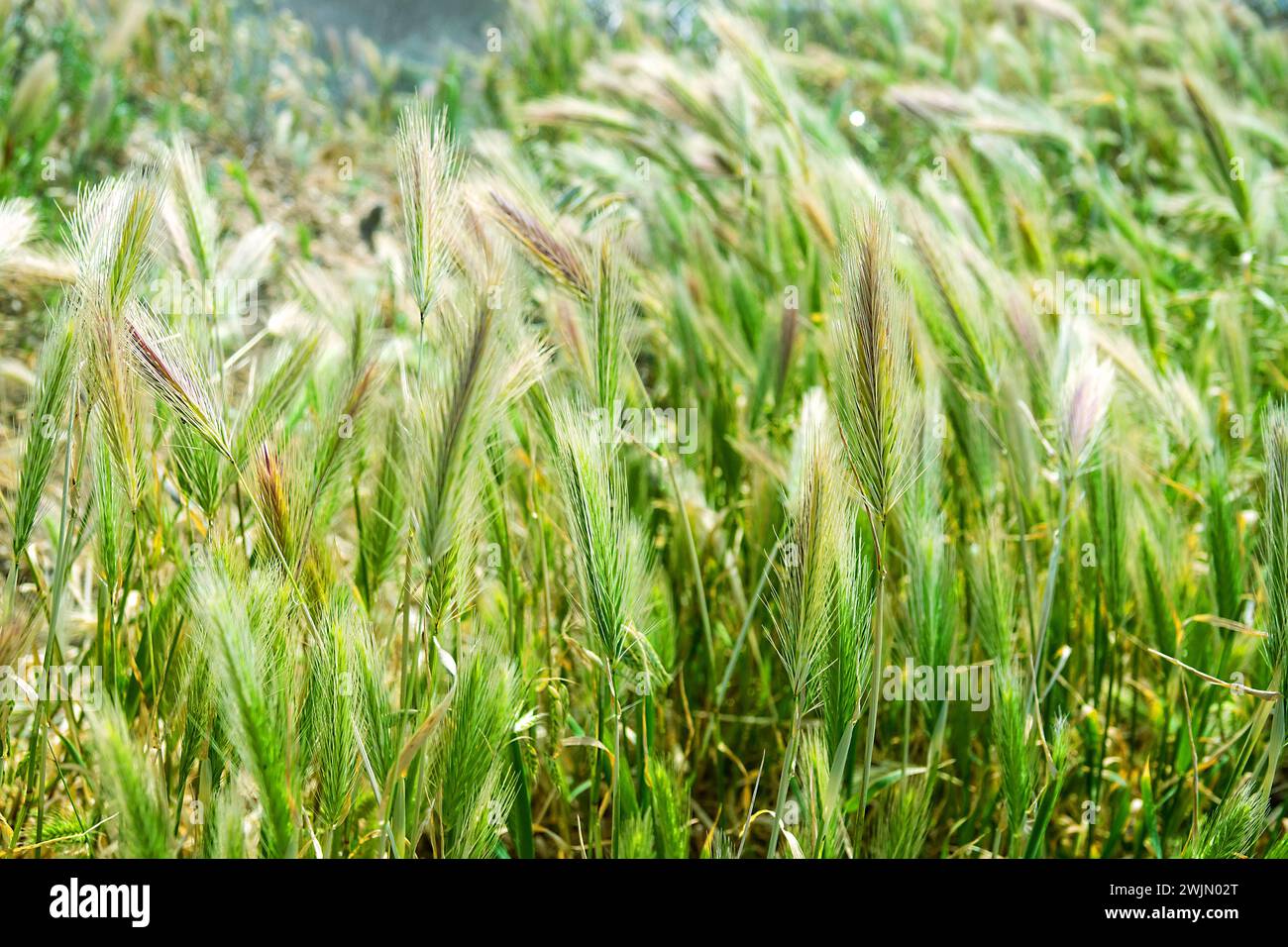 Cimmerian Weizengras (Agropyron cimmericum) auf der vegetativen Düne der Asowschen Küste neben der Grassteppe. Arabatskaja strelka. Kerch Halbinsel, Verbrechen Stockfoto