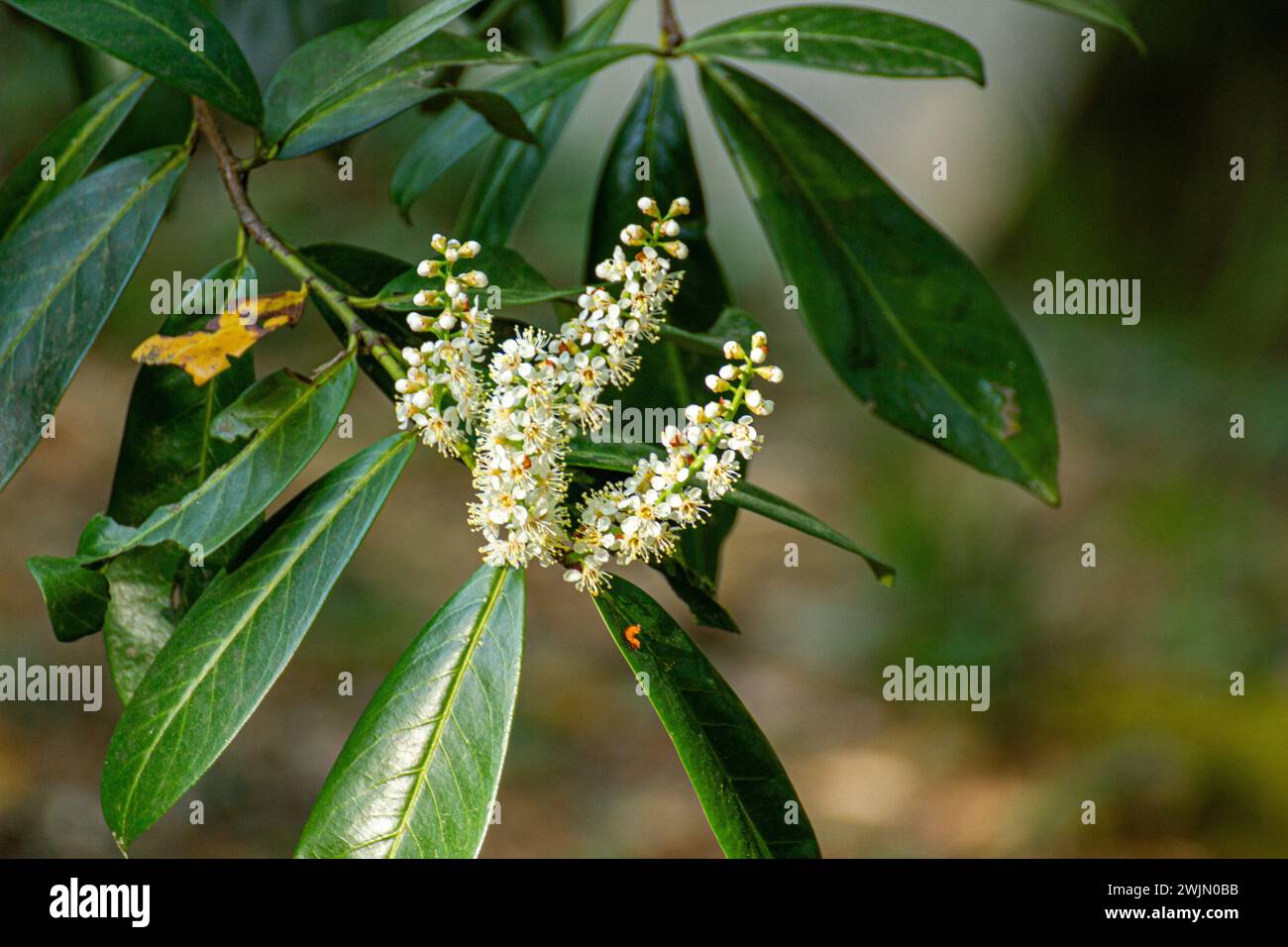 Prunus laurocerasus Blüte Stockfoto