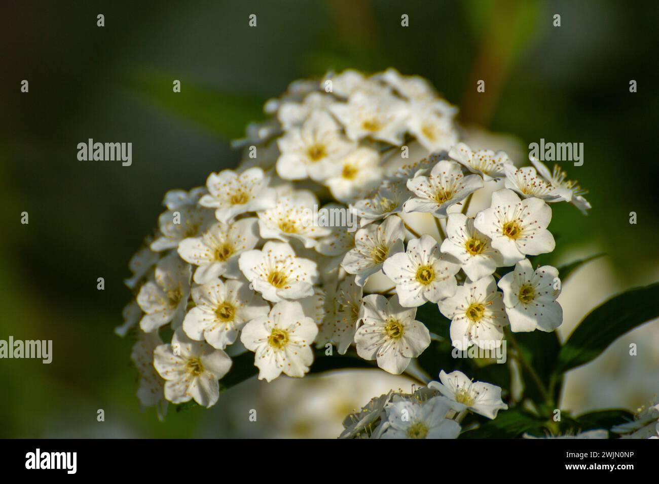 Weiße Spiraea-Blüten Stockfoto