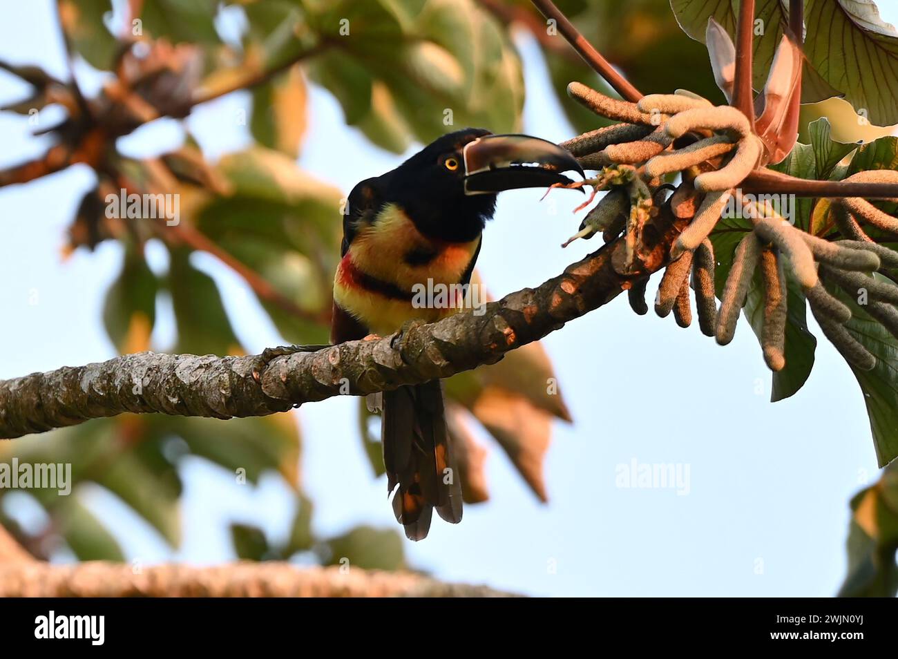 Volcán MIRAVALLES, PROVINZ ALUAJUELA, COSTA RICA: Aracari-Tukan mit Kragen in einem Cecropia peltata-Baum in der Nähe von Volcán Miravalles in der Provinz Aluajuela. Stockfoto