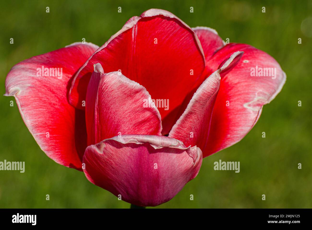 Schöne Tulpenaufnahme auf dem Gras Stockfoto