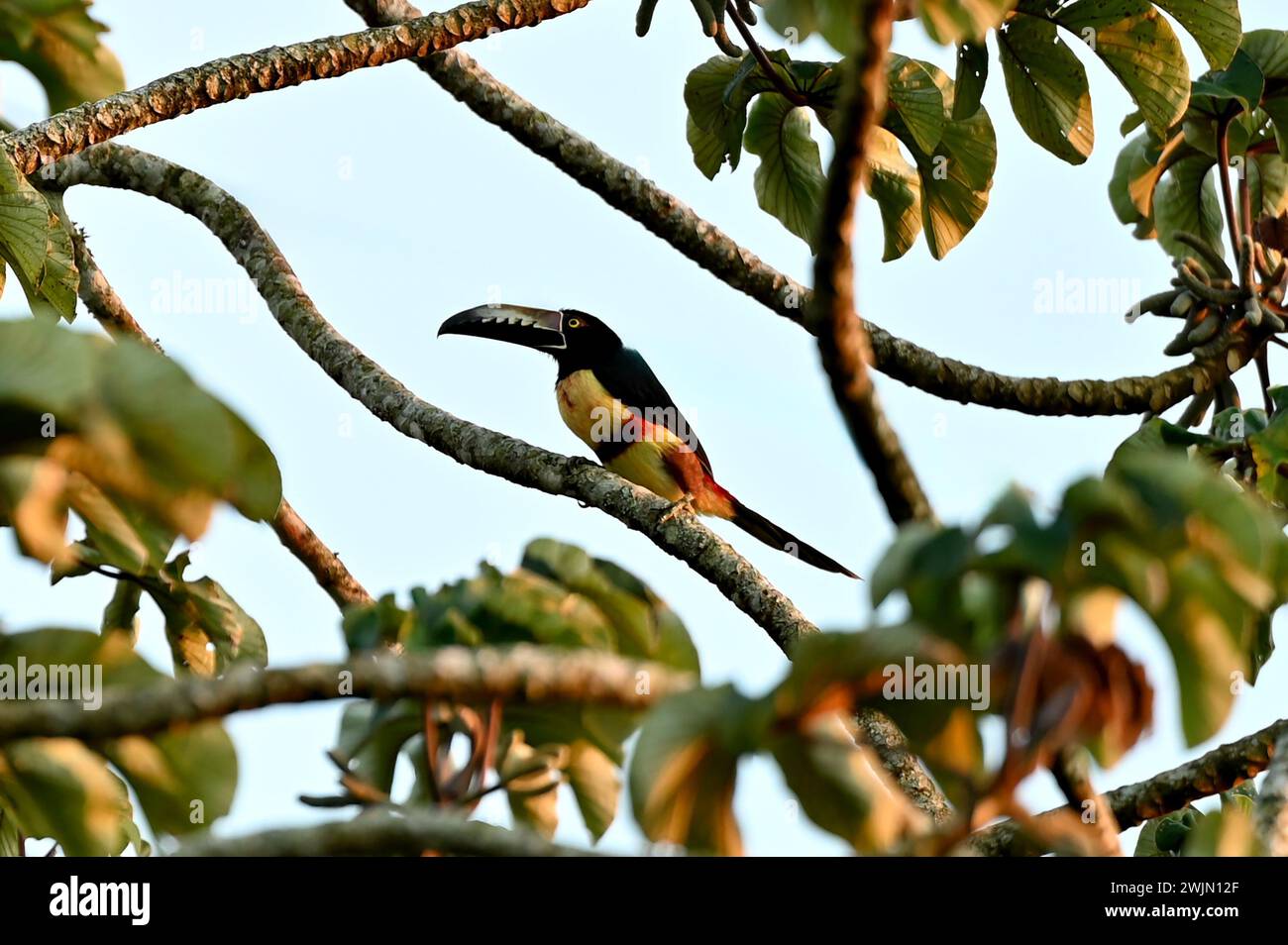 Volcán MIRAVALLES, PROVINZ ALUAJUELA, COSTA RICA: Aracari-Tukan mit Kragen in einem Cecropia peltata-Baum in der Nähe von Volcán Miravalles in der Provinz Aluajuela. Stockfoto