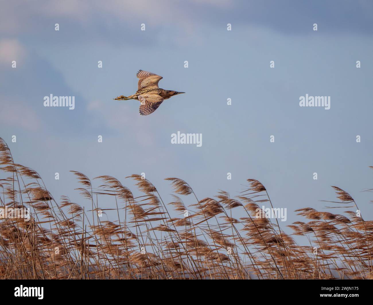 Eurasische Bittern - Botaurus stellaris fliegt über Schilfbett an der Donau, Slowakei Stockfoto