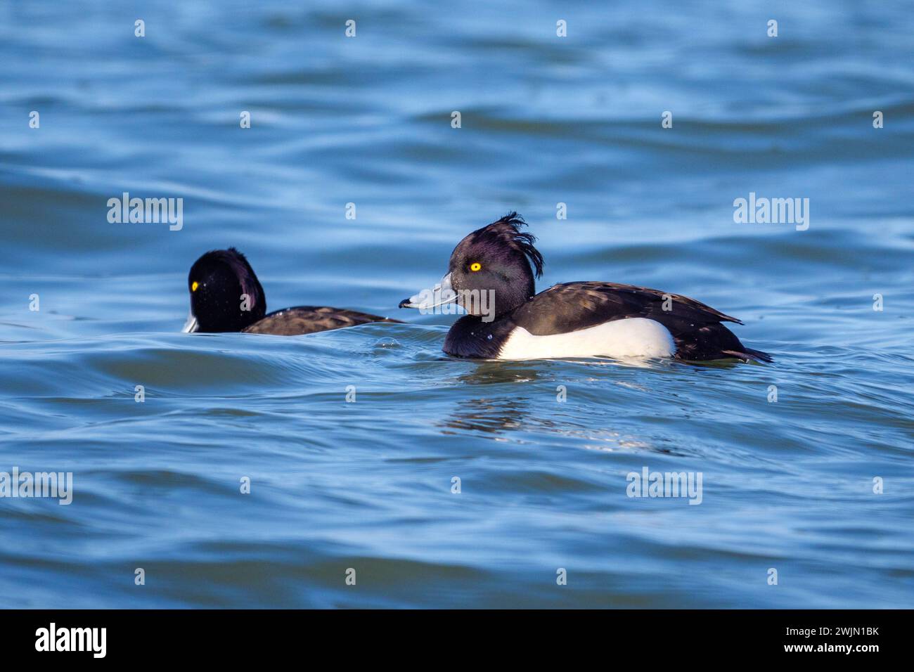 Getuftete Enten - Aythya fuligula an der Donau, Slowakei Stockfoto