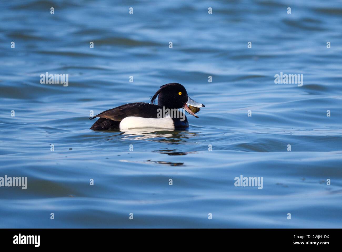 Getuftete Enten - Aythya fuligula isst Schnecke auf der Donau, Slowakei Stockfoto