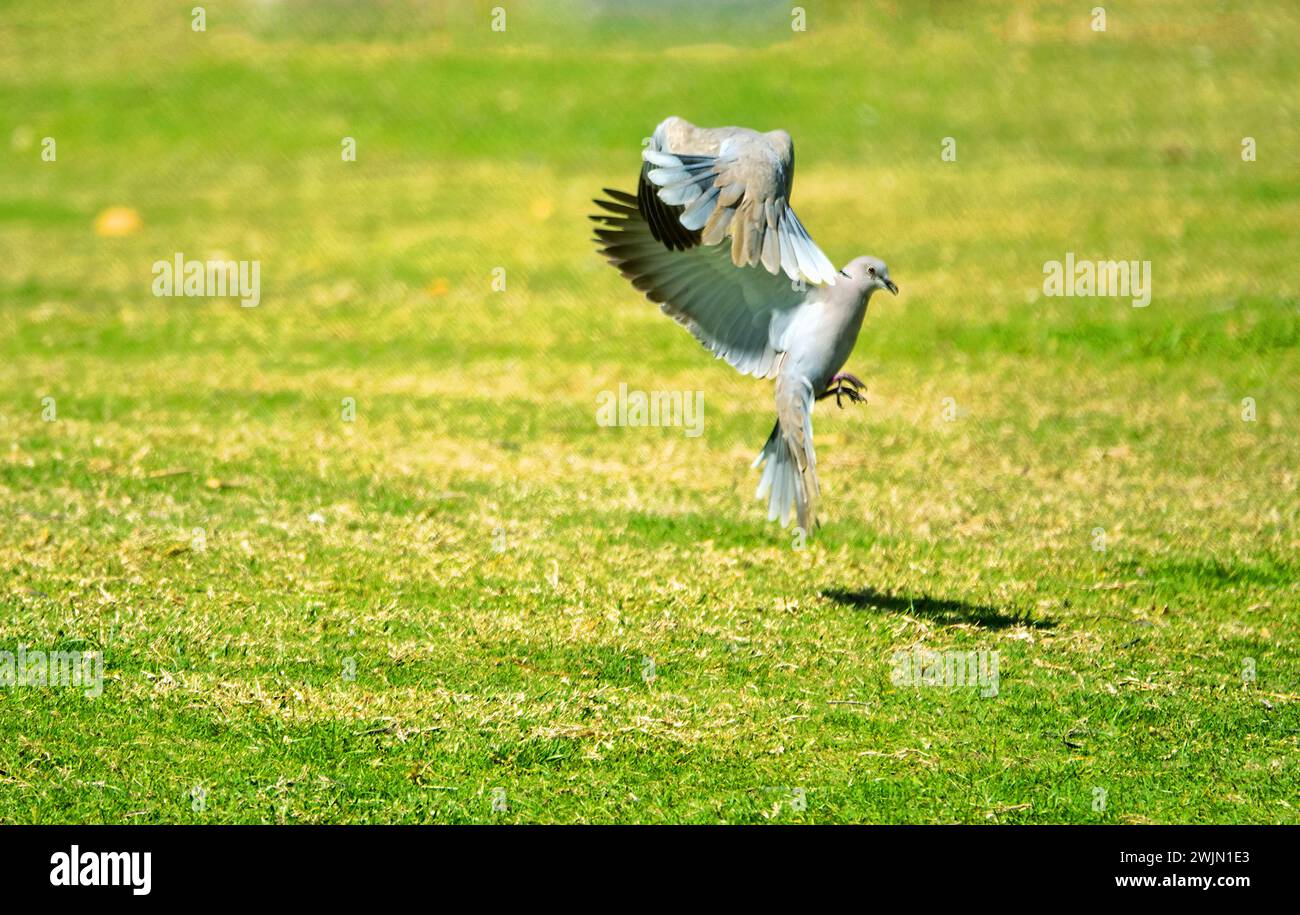 Territoriales Verhalten. Aggressive Demonstrationen und Kämpfe von Männchen der senegalesischen Schildkrötentaube (Streptopelia senegalensis) Stockfoto