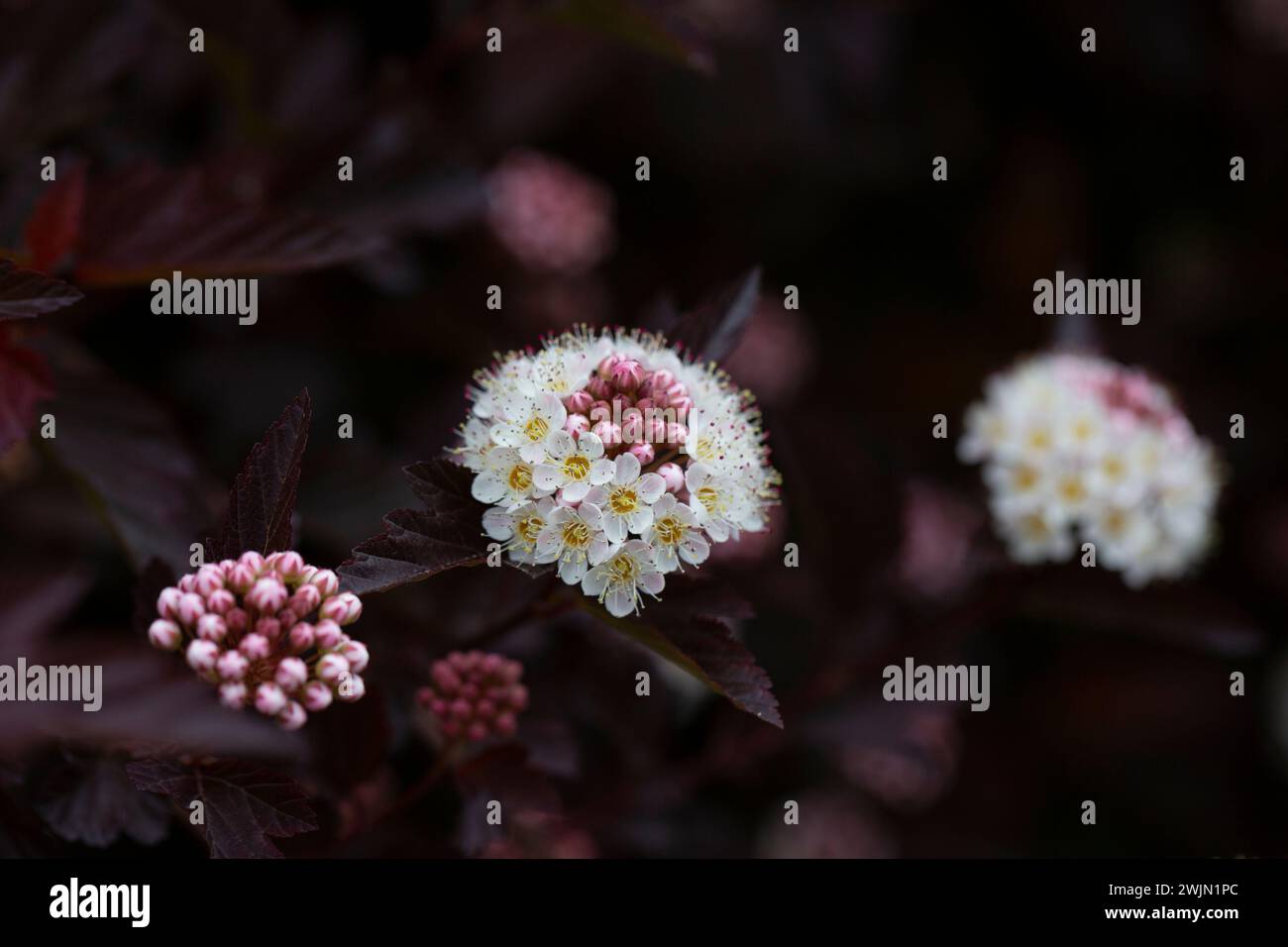 Dutzende weiße Blüten von violettem Physocarpus opulifolius im Mai selektiven Fokus Stockfoto