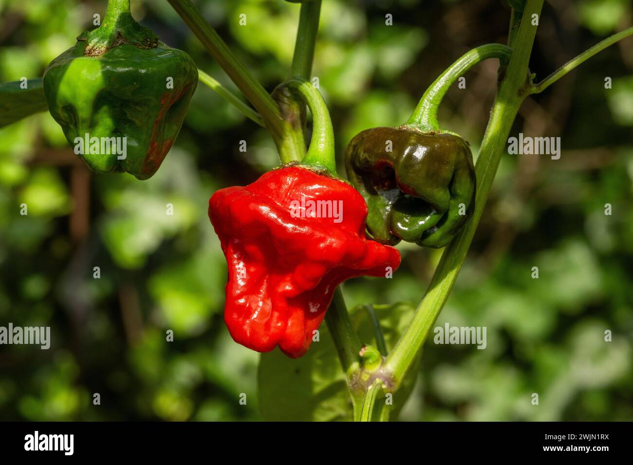 Rote und grüne Scotch Bonnet Chili-Paprika auf der Rebe. Stockfoto