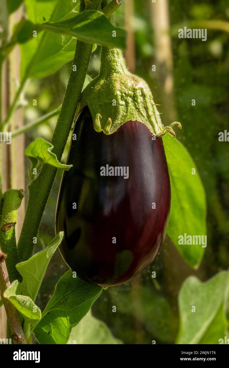 Aubergine reift an der Rebe Stockfoto
