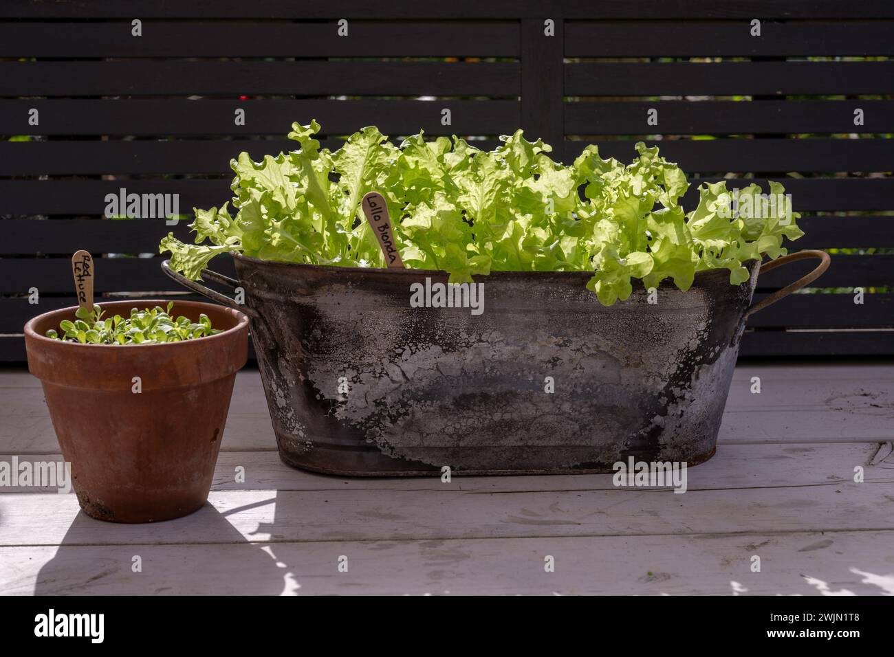 Lollo Bionda Salat wächst in einem Metallbehälter neben einem Terrakotta-Topf mit Salatkeimlingen Stockfoto