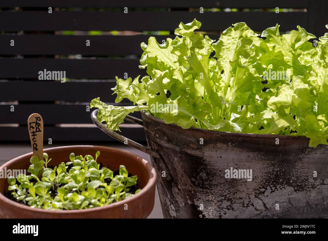 Lollo Bionda Salat wächst in einem Metallbehälter neben einem Terrakotta-Topf mit Salatkeimlingen Stockfoto