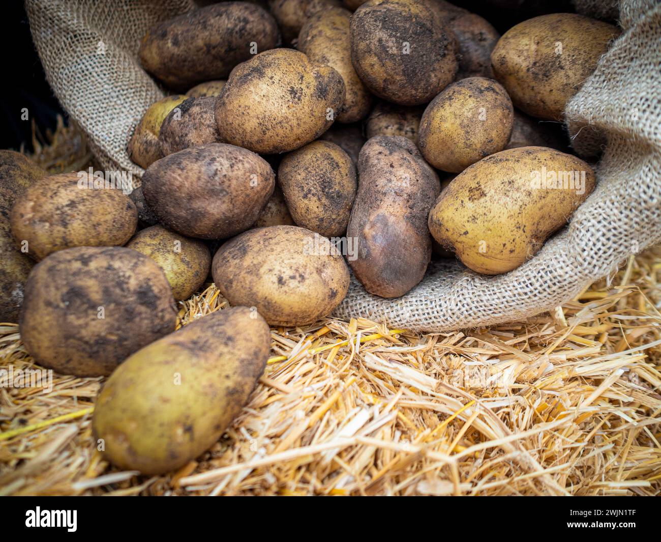 Frisch geerntete Kartoffeln in einem hessischen Sack. Stockfoto