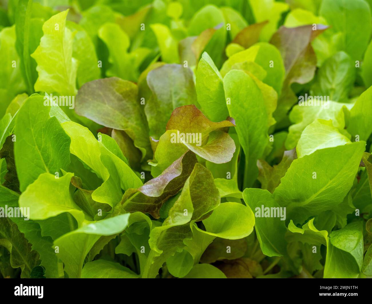Lolla Rossa Setzlinge. Stockfoto