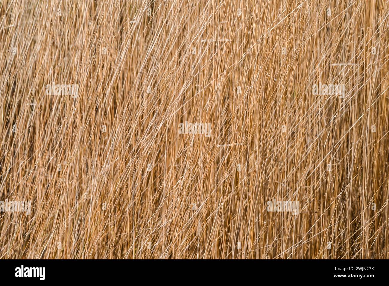 Mehrfachbelichtungseffekt-Bild des goldenen Nahaufnahmehintergrunds, Stratford, London Stockfoto