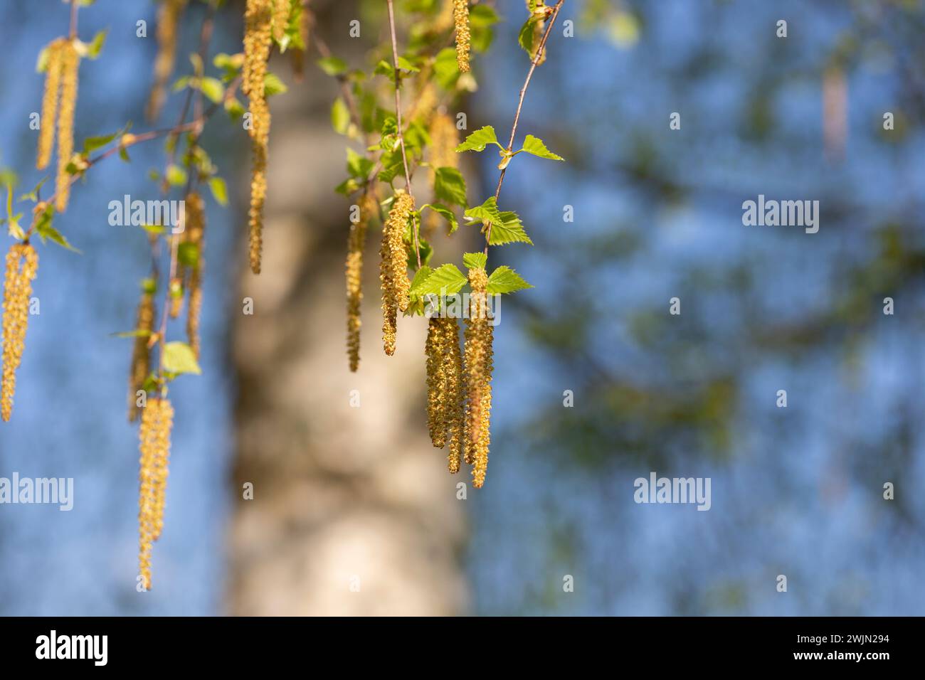 Birkenblüte im Frühling, April. Nahaufnahme. Saisonale Allergie. Selektiver Fokus. Natürlicher floraler Hintergrund. Stockfoto
