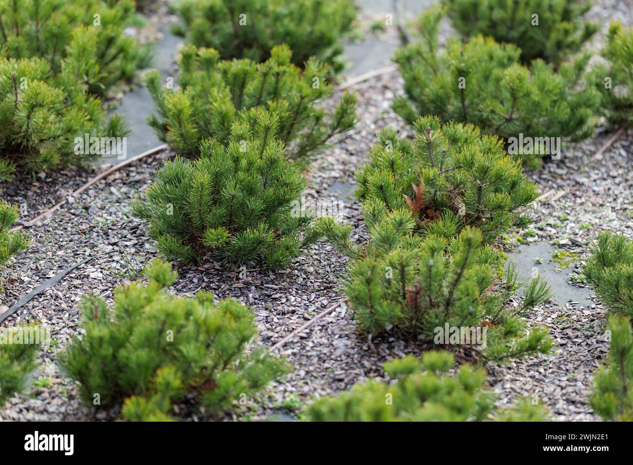 Bergkiefer (Pinus mugo) Setzlinge. Pflanzenbewässerungssystem. Holzspäne auf Geotextilien Stockfoto