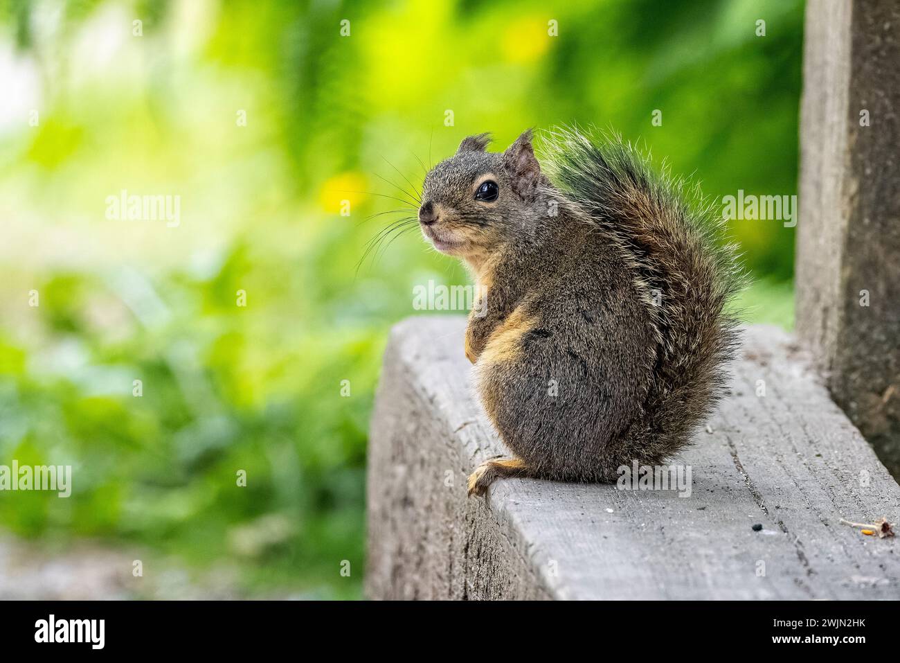 Nahaufnahme eines Douglas-Eichhörnchens, das über die Schulter schaut, in Stanley Park, Vancouver, British Columbia, Kanada Stockfoto