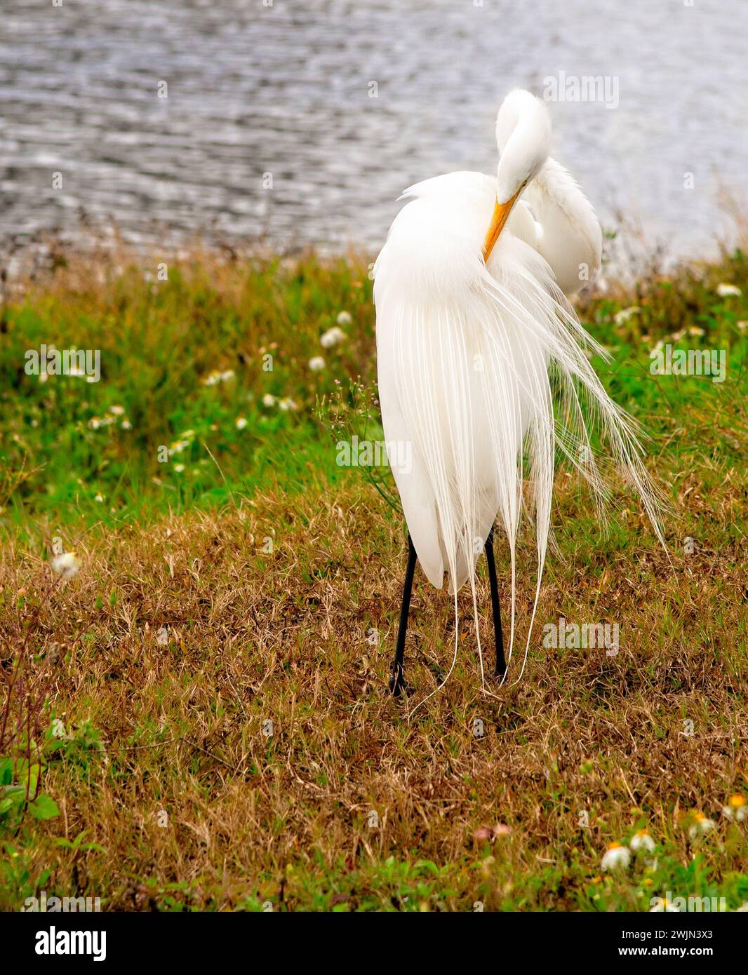 Großer weißer Egret Vogel, der am Ufer des Wasserwegs in natürlicher Umgebung in Florida ruht Stockfoto