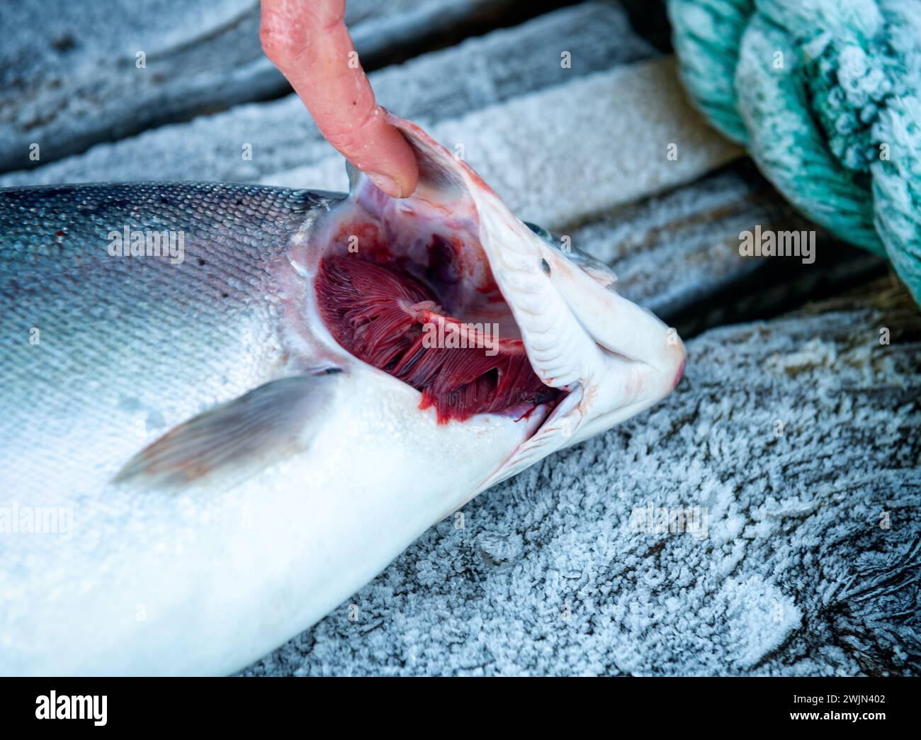 Steelhead Forelle auf einer Seeboochfarm an der Westküste Schottlands im Winter Stockfoto