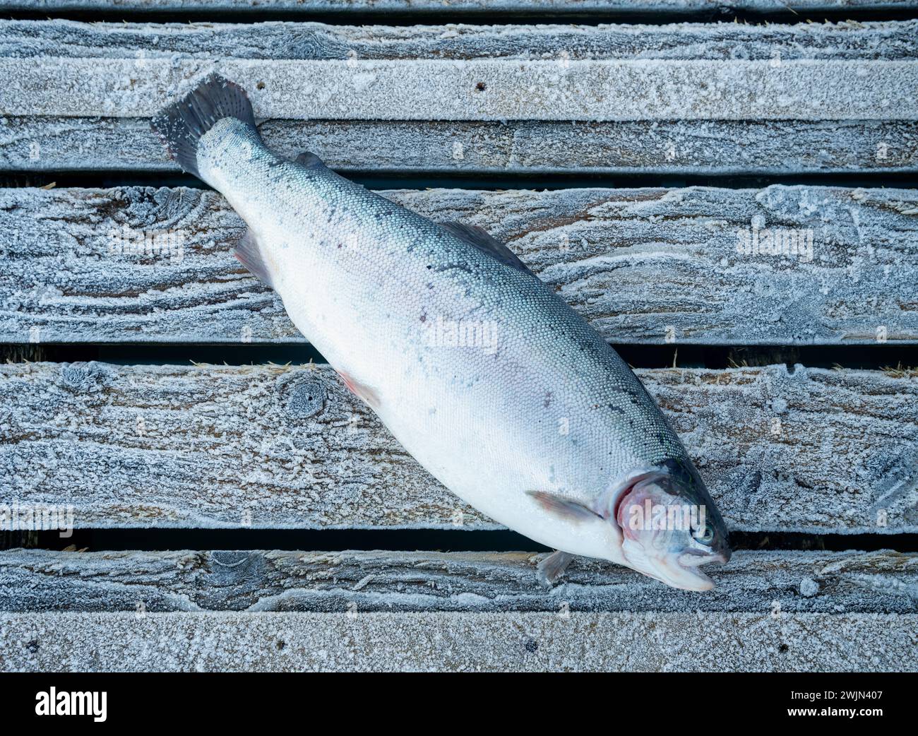 Steelhead Forelle auf einer Seeboochfarm an der Westküste Schottlands im Winter Stockfoto