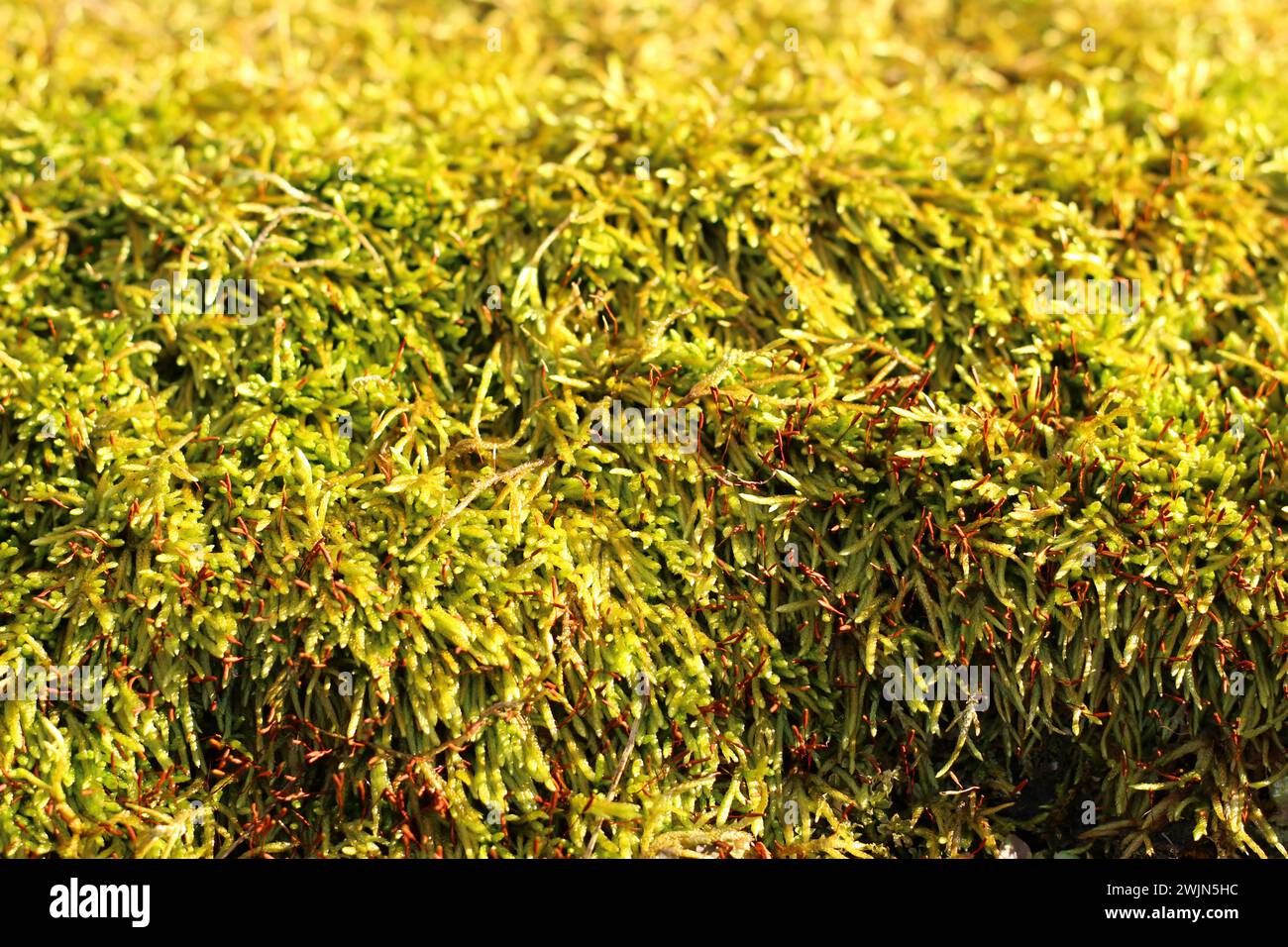Sphagnum-Moos im Sonnenschein Stockfoto