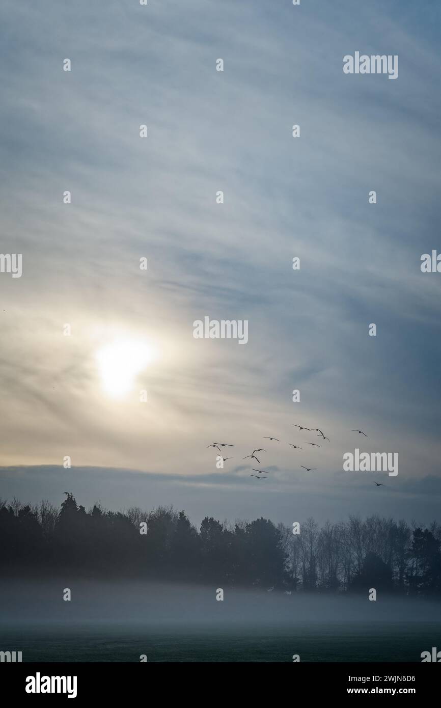 Vogelschar über einem nebeligen Feld an einem Wintermorgen; Sonne kommt durch Wolken. Stockfoto